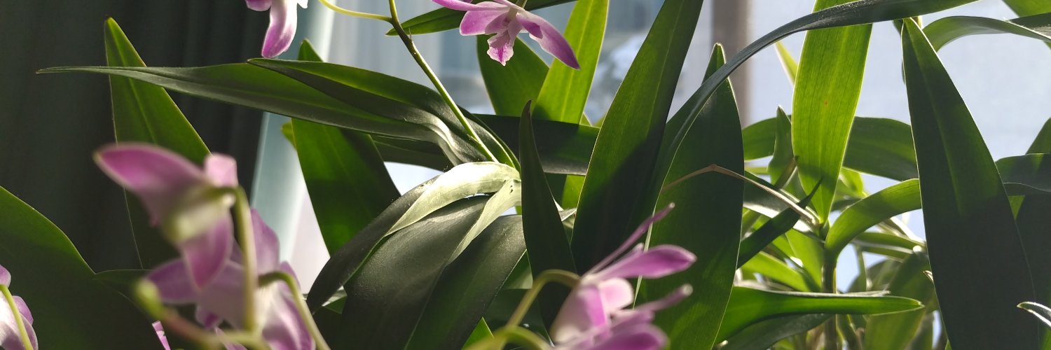 abenothrix's profile banner image