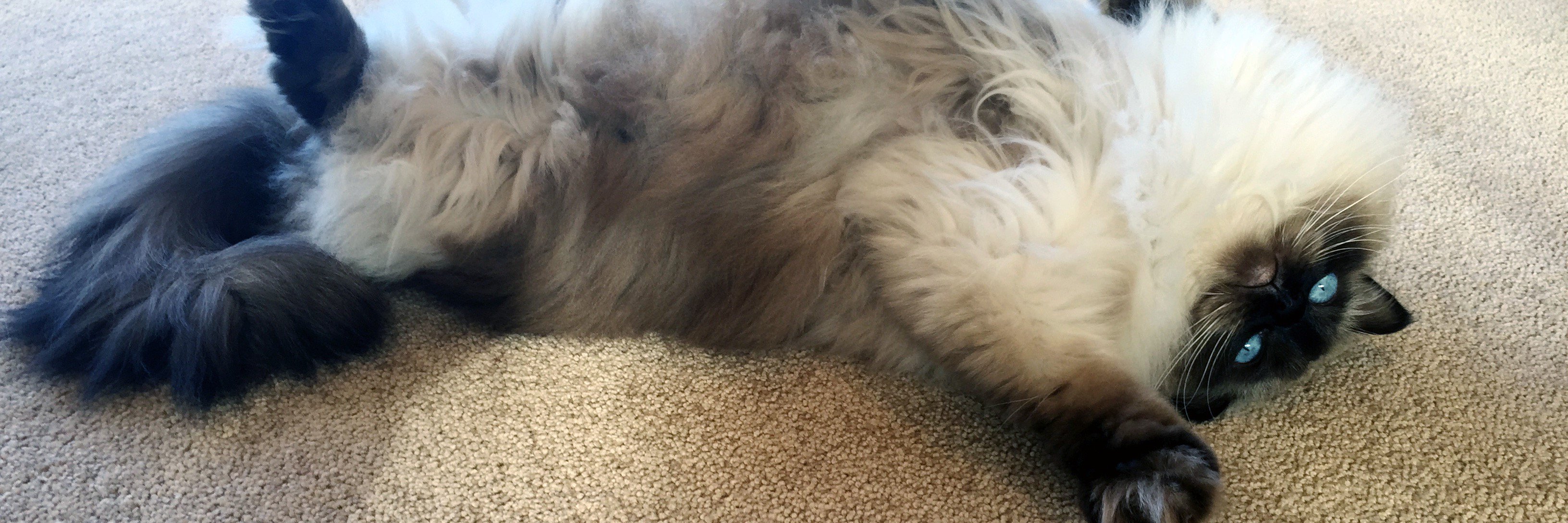 LeeClarry's profile banner image