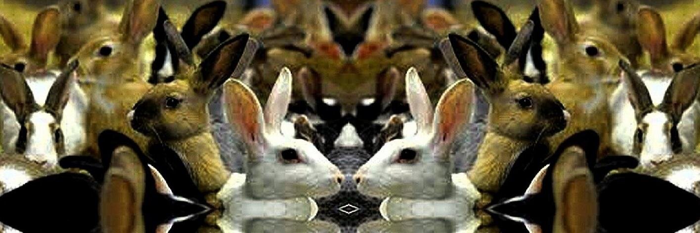 RealRabbitHoles's profile banner image
