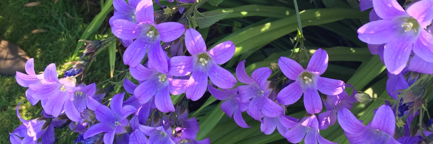 avawallen12's profile banner image