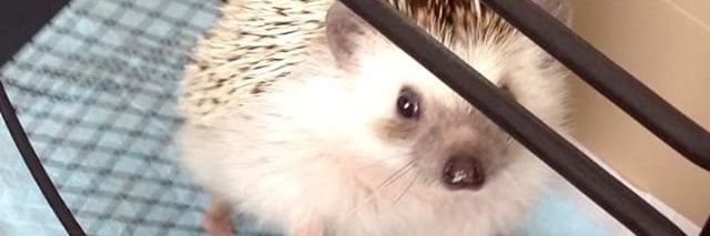 Dr.Igel banner