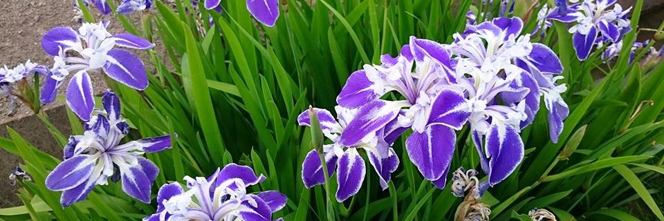 seiichi_ito's profile banner image
