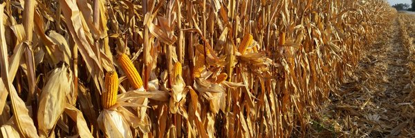 chapple_mc Profile Banner