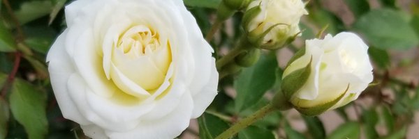 FavrielleB Profile Banner