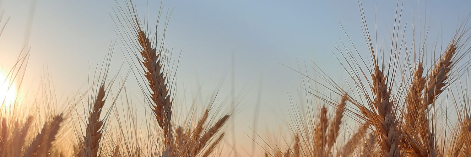 NachoCulasso's profile banner image