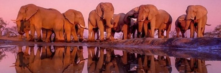 thab_rosa's profile banner image