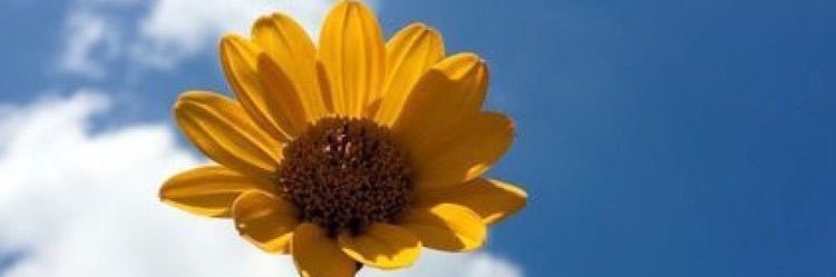 TeoShaputra's profile banner image