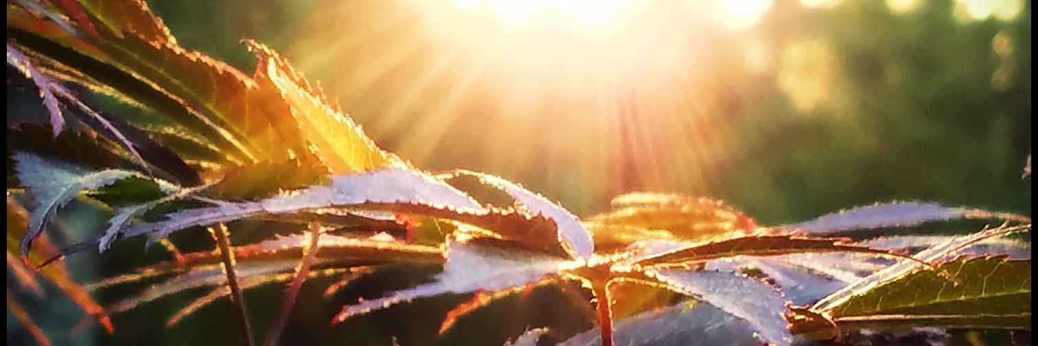 heydogg1978's profile banner image