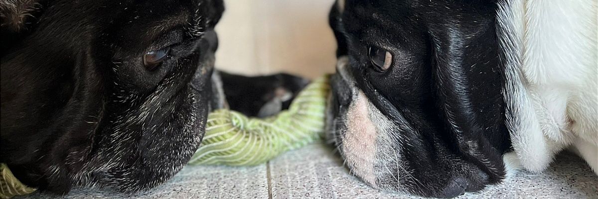 Gapohlrossi's profile banner image