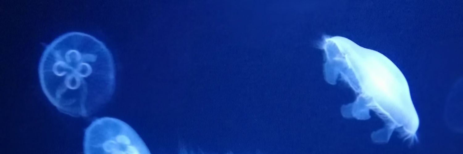 WhiteBear81's profile banner image