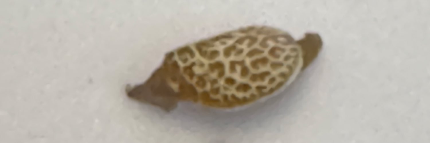 Rio Riggs 🧩 banner