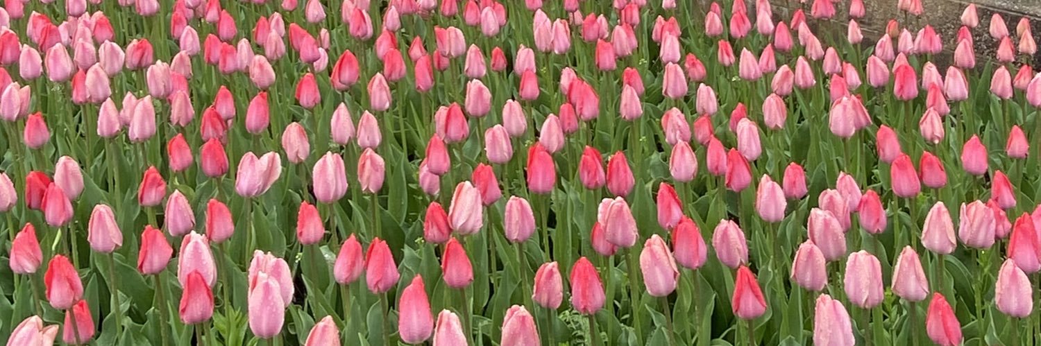 Cynthia McLeod banner