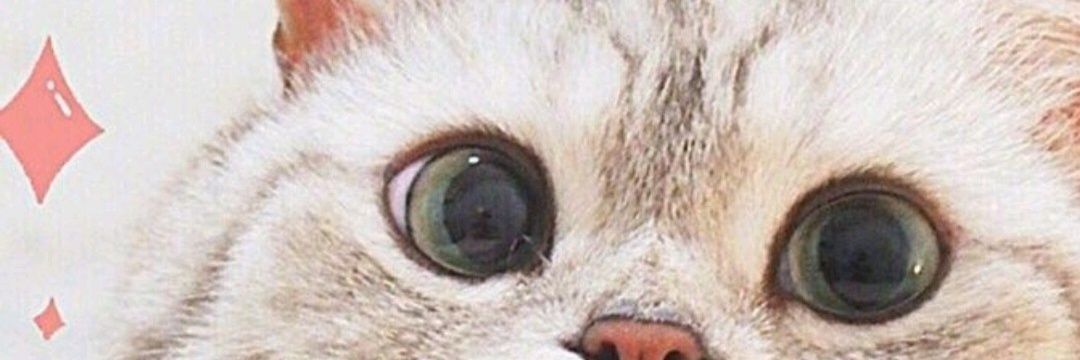 renikaika's profile banner image