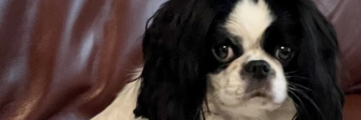 Full Restitution raptapsally@gmail.com.💙💙💙 banner