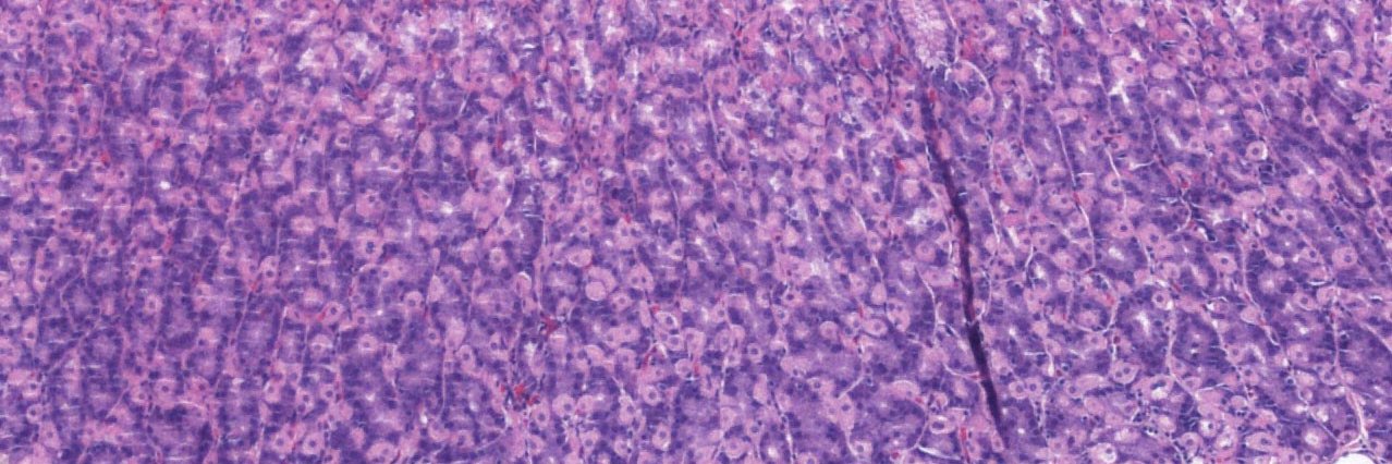 UTSW GI Pathology's banner