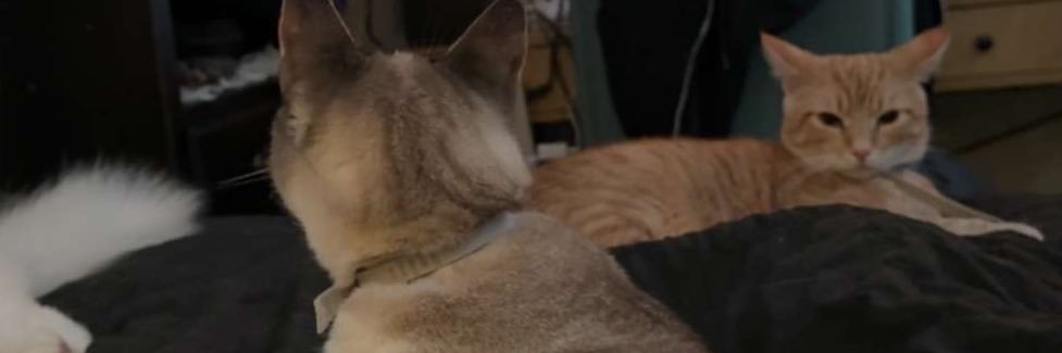 aspen🐈‍⬛🔪 banner