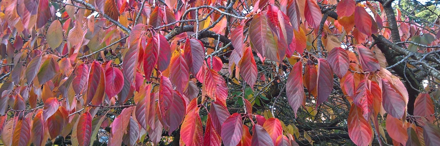 Naomi Emmerson banner