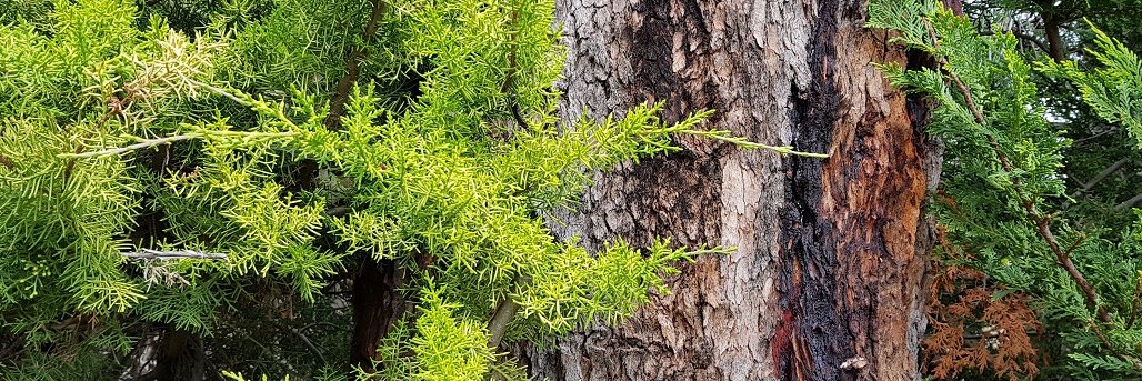 The Weather Ferret banner