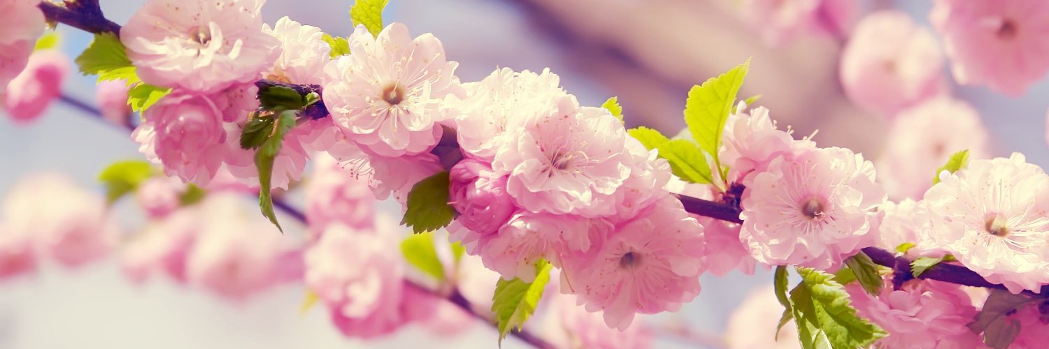 Hanano85's profile banner image