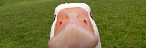 DuckersAlt's profile banner image