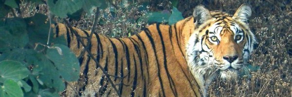 kedargore Profile Banner