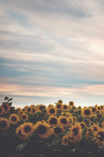 roxyfennell's profile banner image