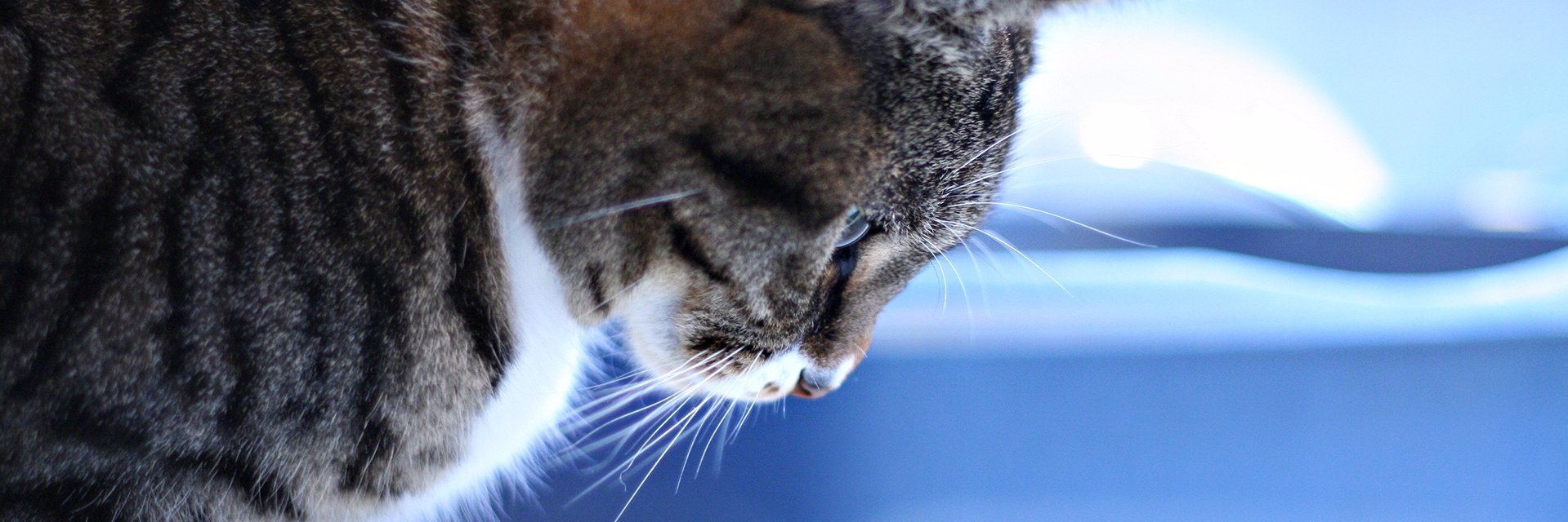 Hendrix9lives's profile banner image