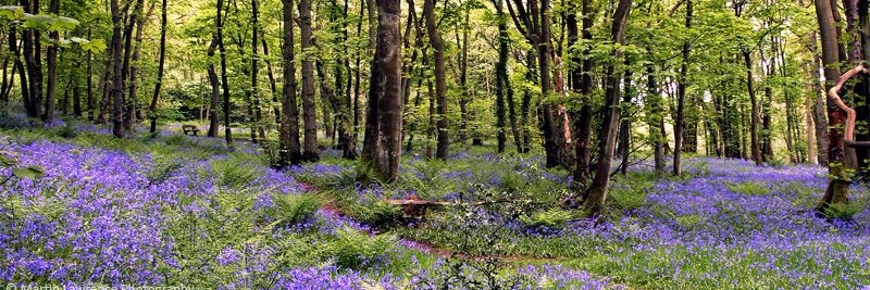 Calder Vale C of E banner