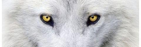 1selinci's profile banner image