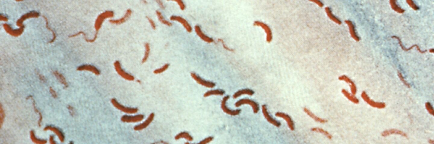 Vibriocholerae2's profile banner image