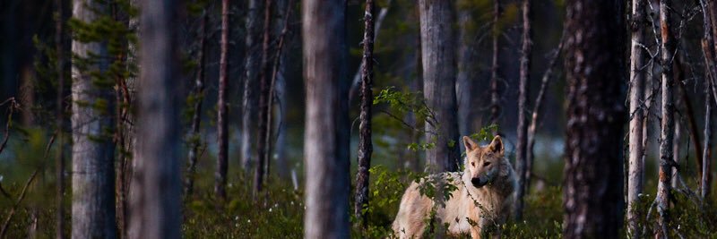 Hear_the_Howl's profile banner image