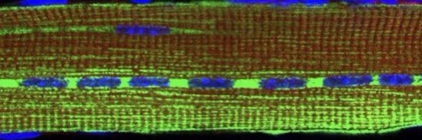 JangLabGT Profile Banner