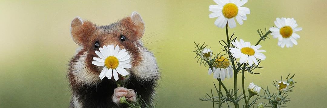 oldusagool's profile banner image