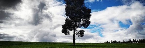.Milds: banner