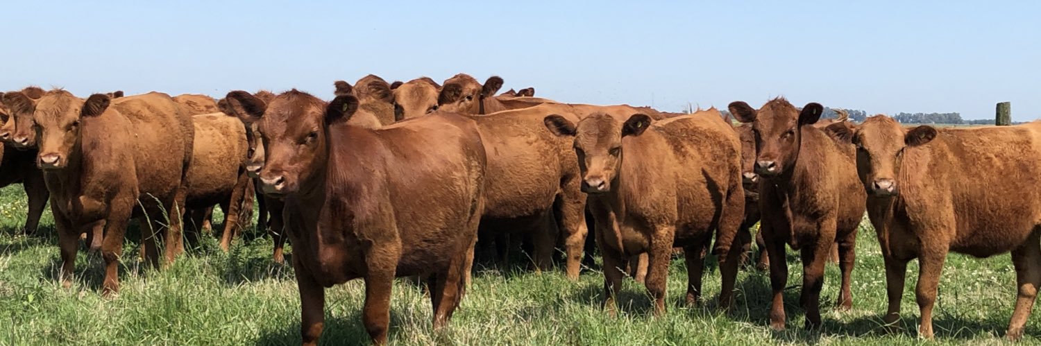 Javier Rojas Panelo banner