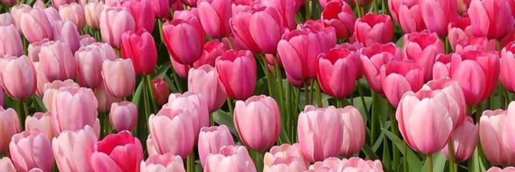 ainara 🌷 banner