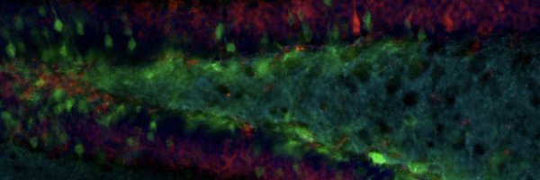 SamaraMaxine Profile Banner