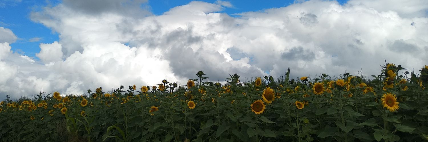 IngaLei's profile banner image