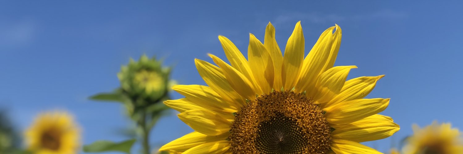 ReneeGaudette's profile banner image