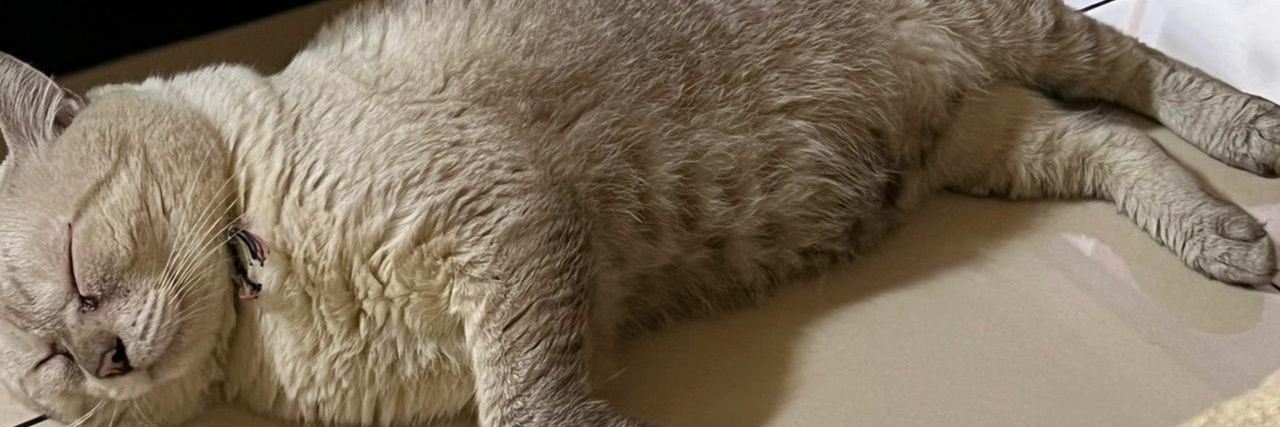 Rukitoyap's profile banner image