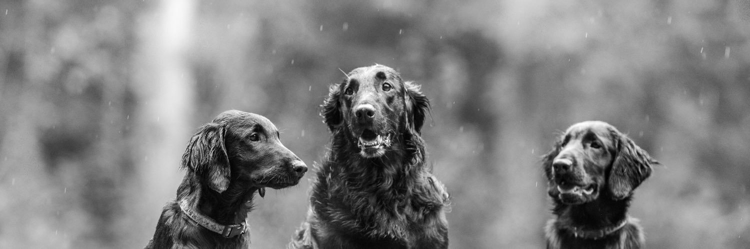 janheijman's profile banner image