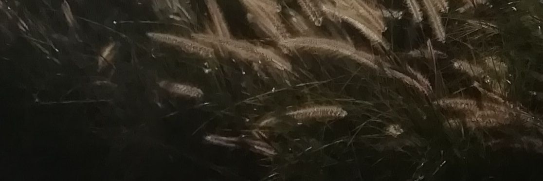 LauraMola30's profile banner image