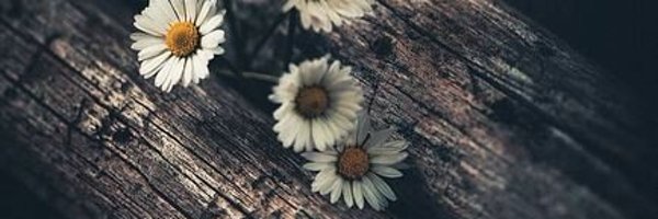 nancycallaghan1 Profile Banner