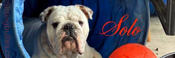 Puppy_Prodigy's profile banner image