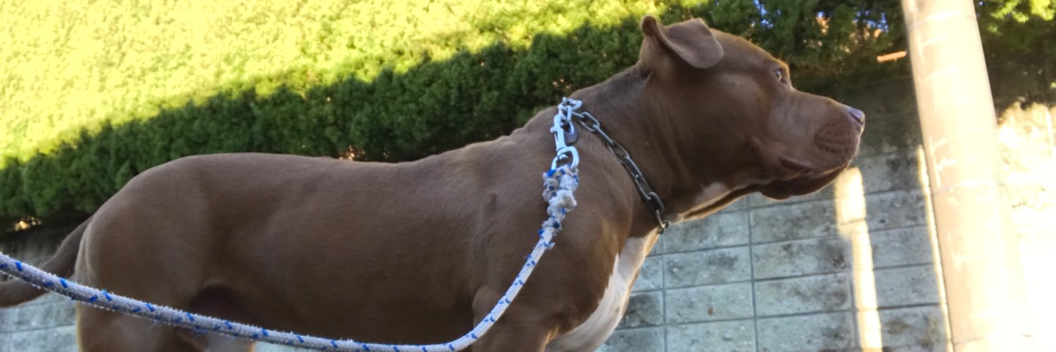 Bounce The Pitbull banner