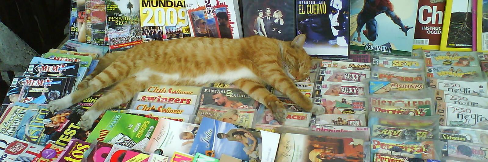 Katze banner