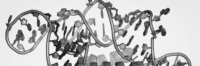 Sandro Bottaro banner