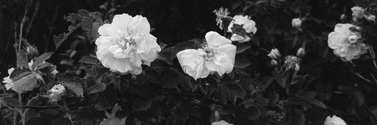 RAA; DM yang di tag! banner