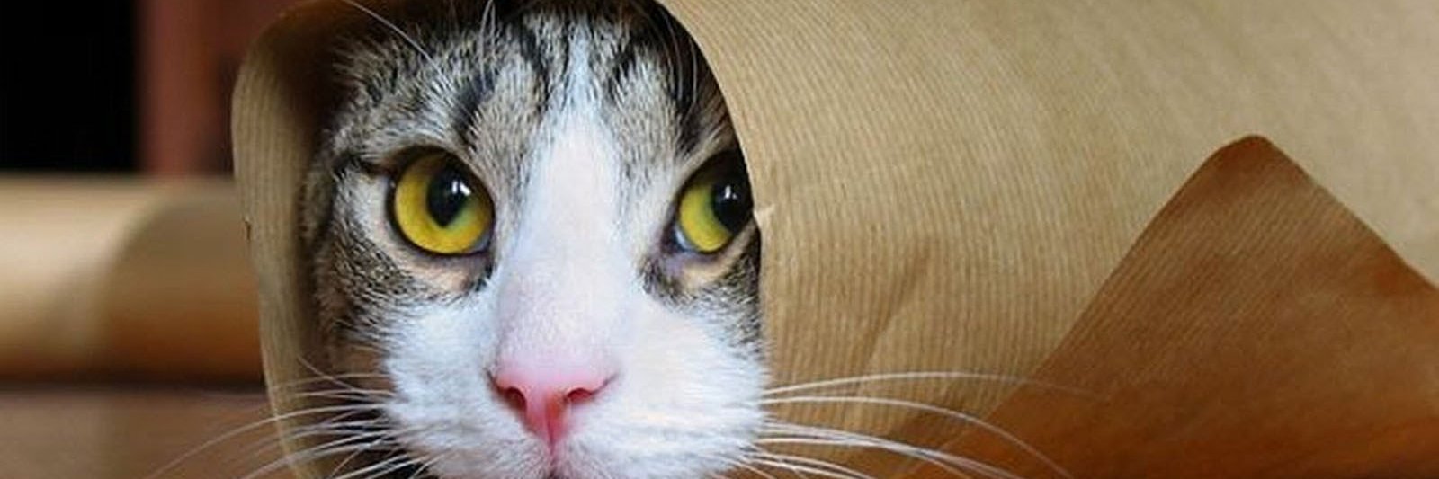 El Binon Balomba banner