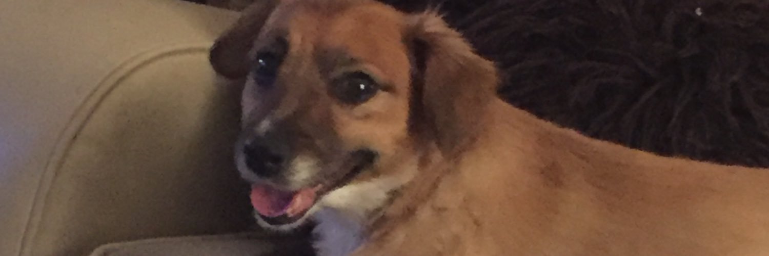 LottieMoles's profile banner image